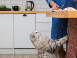 What Can Cats Eat Besides Cat Food?