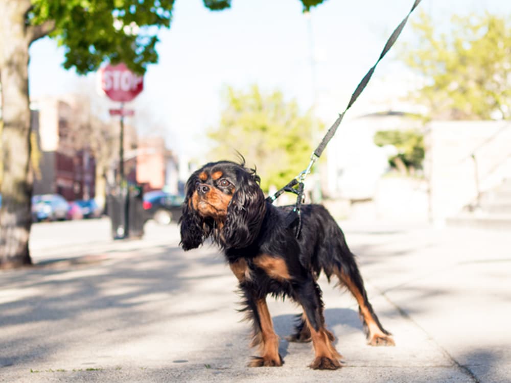 How to Stop a Dog From Chasing Cars