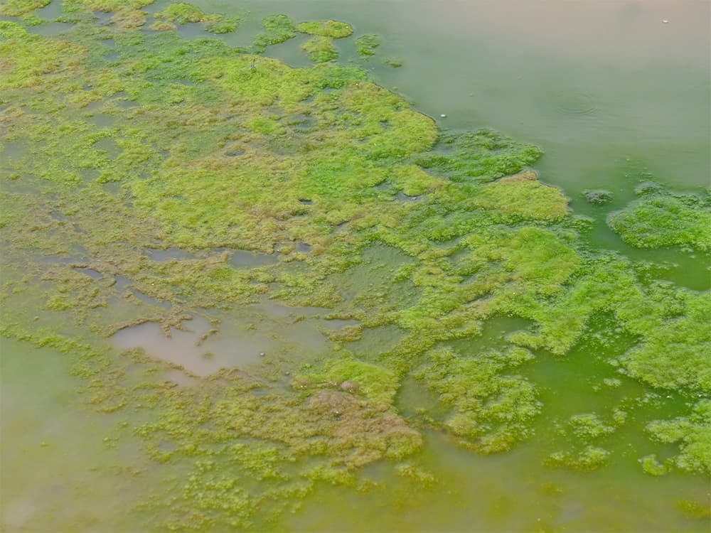 blue-green algae nat