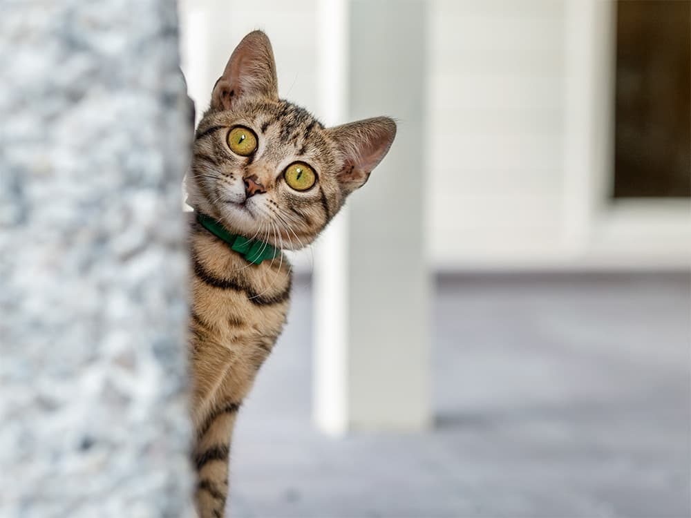 parvo kitten peeking around corner