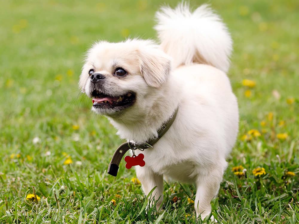 Tibetan Spaniel dog on a green lawn