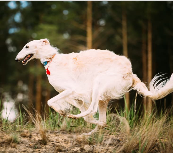 A purebred Borzoi dog running in a field.