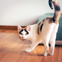 Why Do Cats Spray?