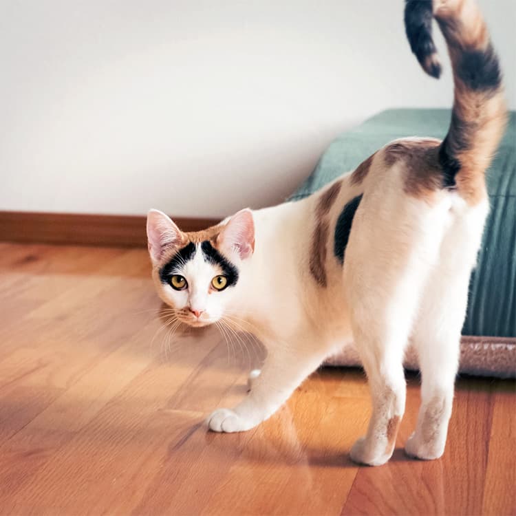 Why Do Cats Spray?