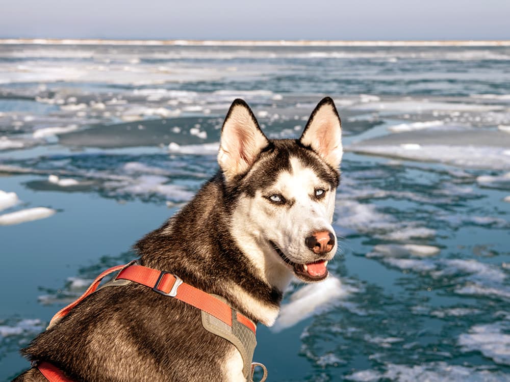 Multiple Dogs Have Fallen Through Ice This Winter— How to Keep Your Pet Safe