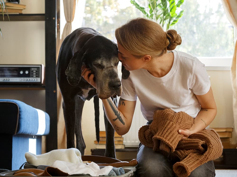 giant great dane