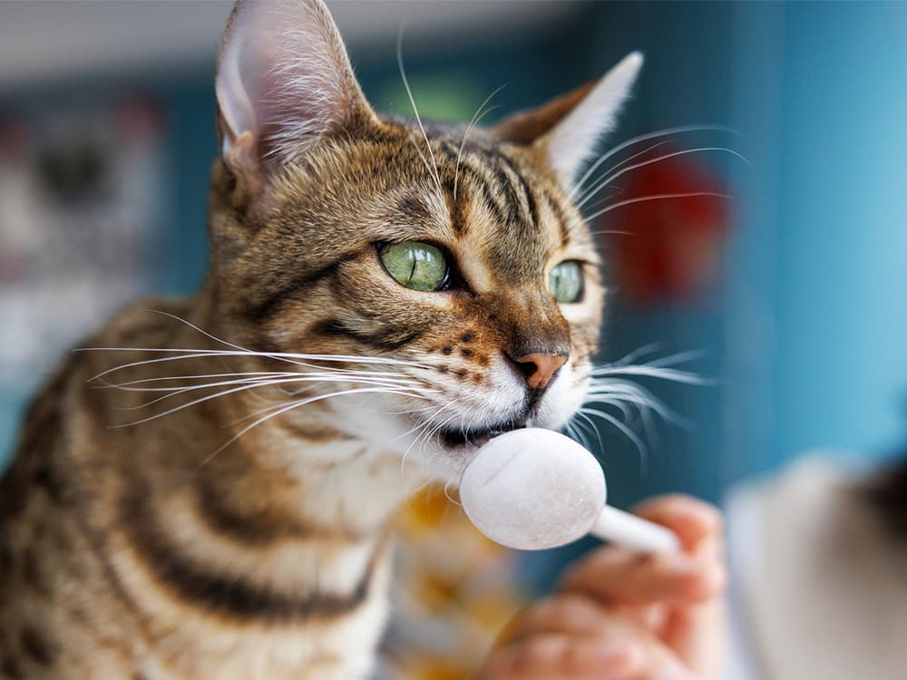 The woman is feeding the kitten