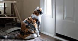 The No-Stress Guide to Leaving Your Cat Home Alone