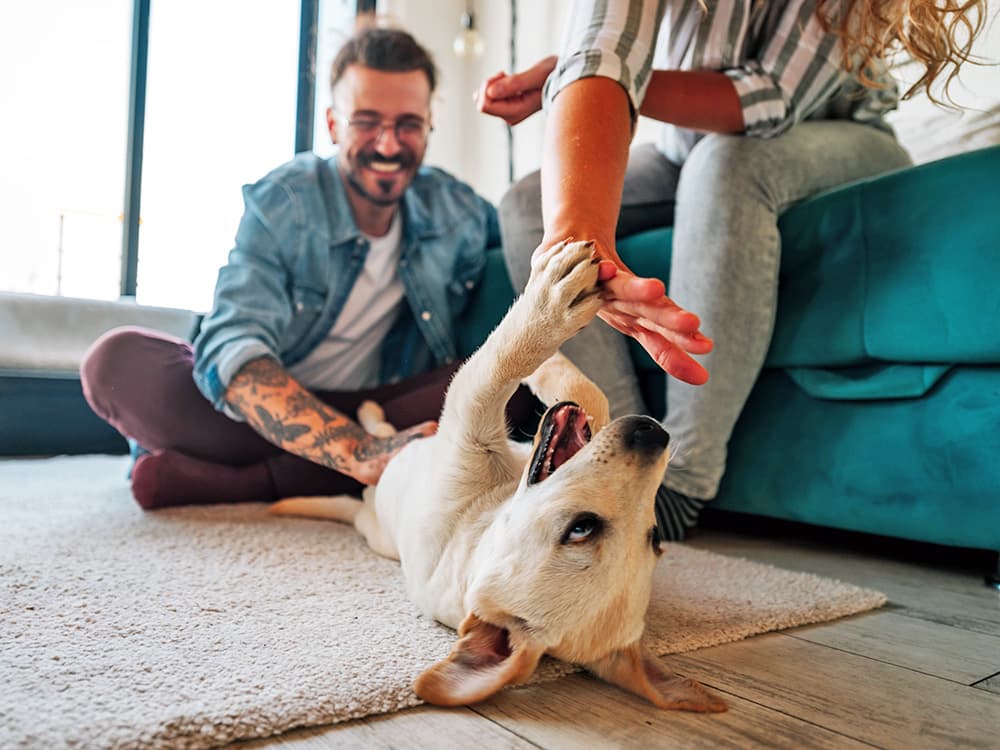 Just 1 Week of Fostering Can Dramatically Change a Shelter Dog’s Life, New Study Finds