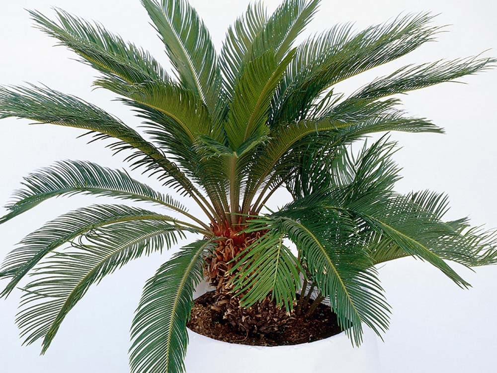 Sago palms