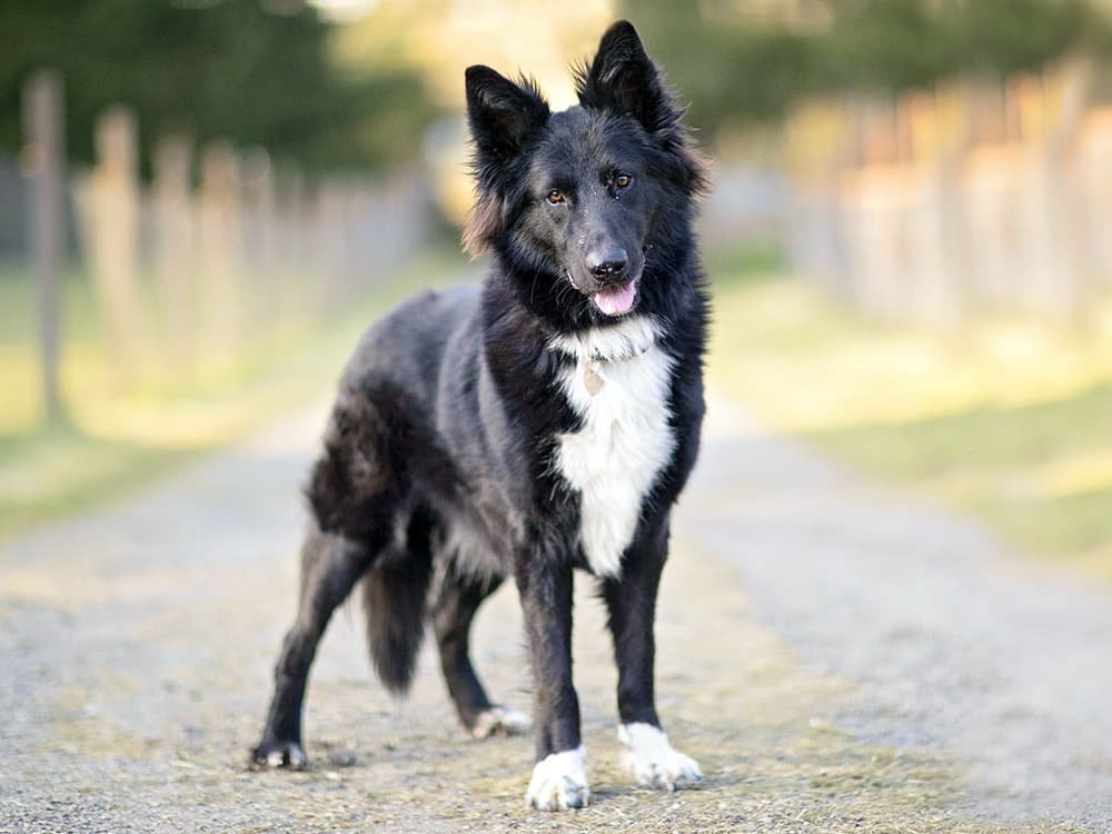 Border collie shepherd mix