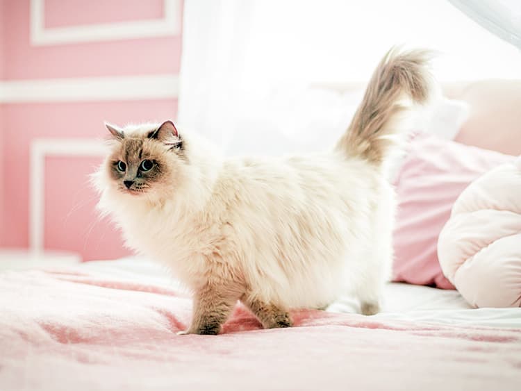 10 Most Expensive Cat Breeds in the World