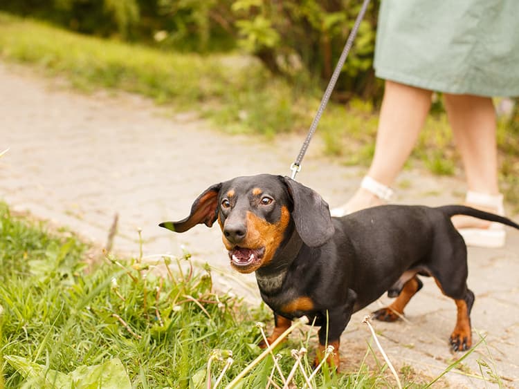 Is Your Out-of-Control Dog Lunging on the Leash?