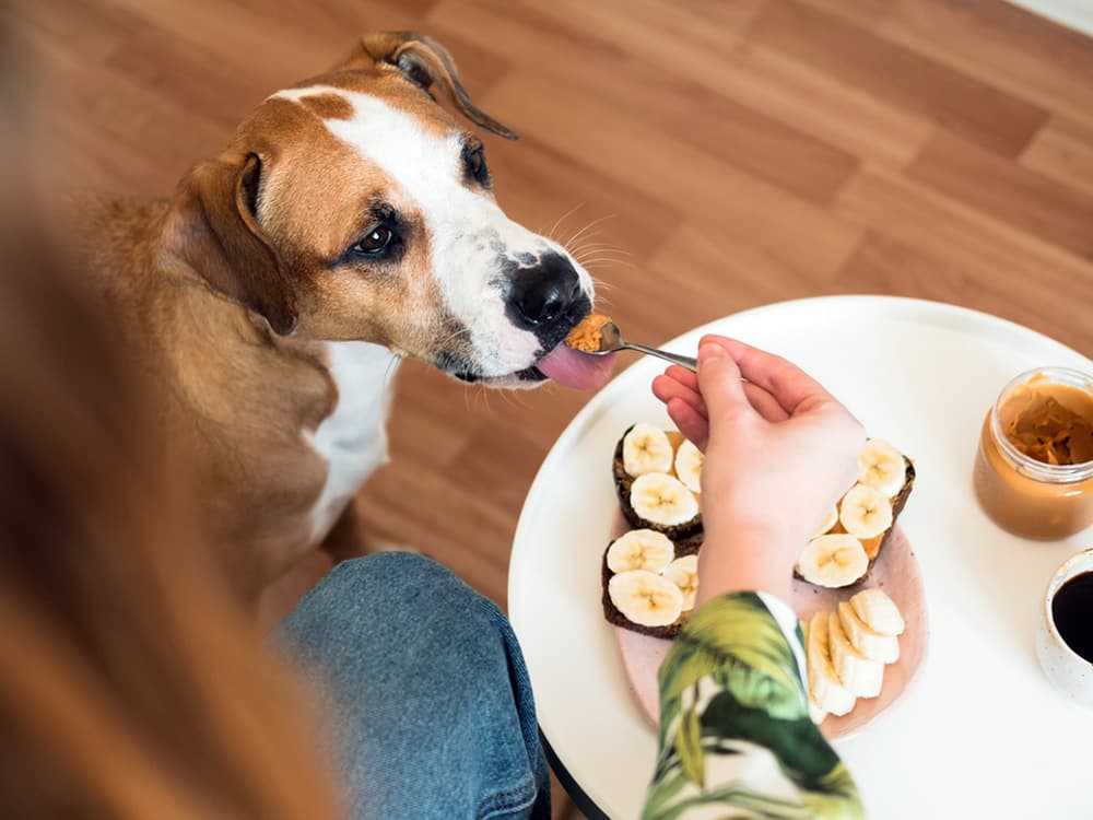 Can Dogs Eat Peanuts?
