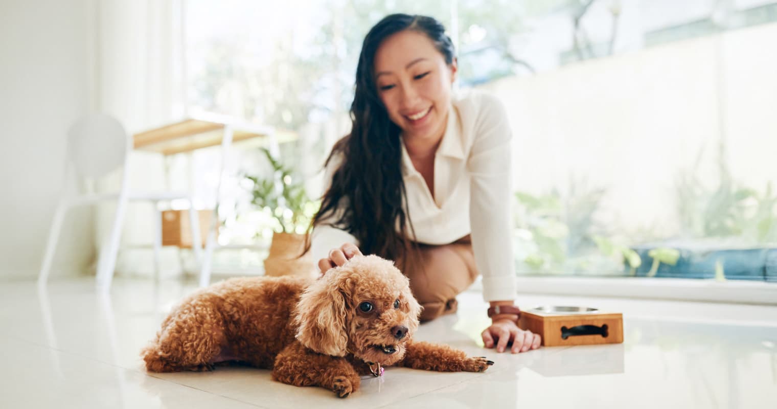 11 Teacup Dog Breeds for Tiny Pup Lovers