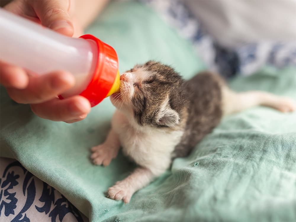 neonatal foster kitten being fed