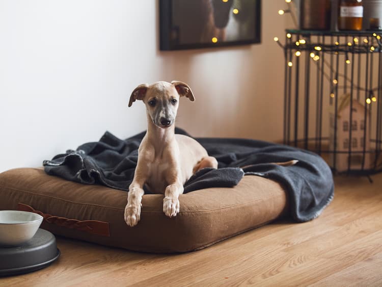 Use Platform Dog Training to Elevate Your Pup’s Skills