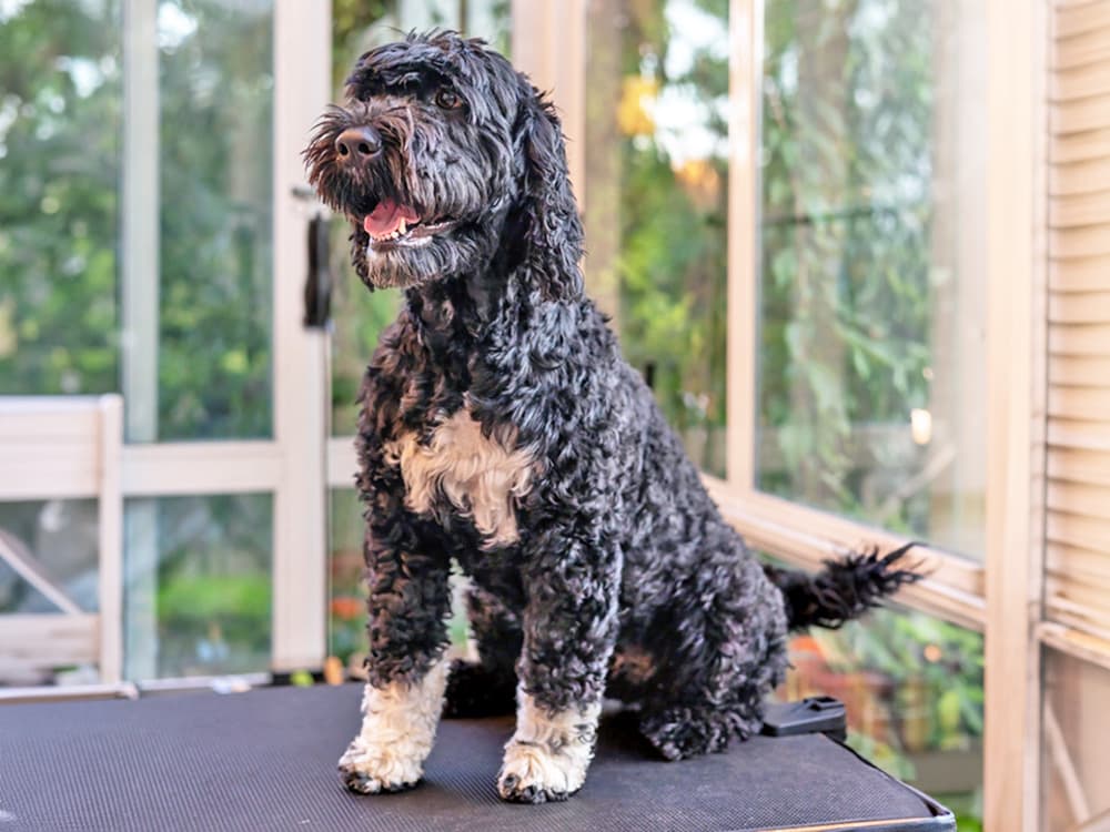 portuguese water dog on grooming able
