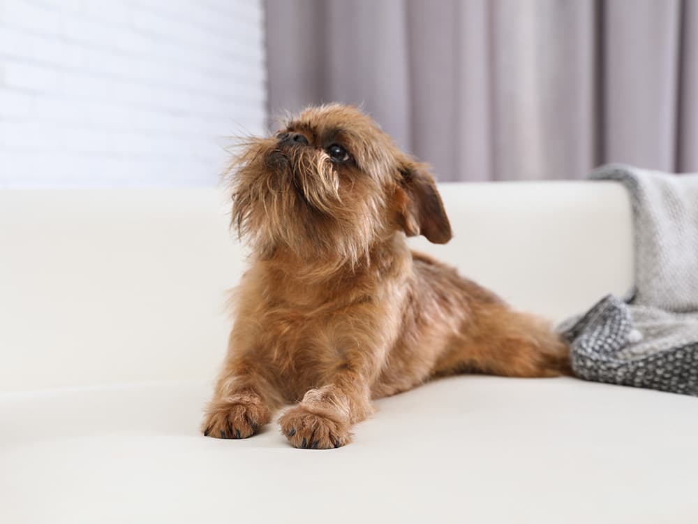Brussels-Griffon