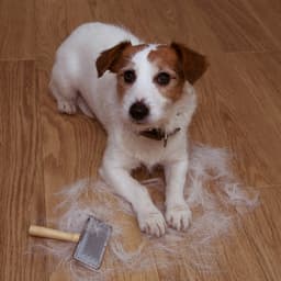 Why Does My Dog Shed So Much?