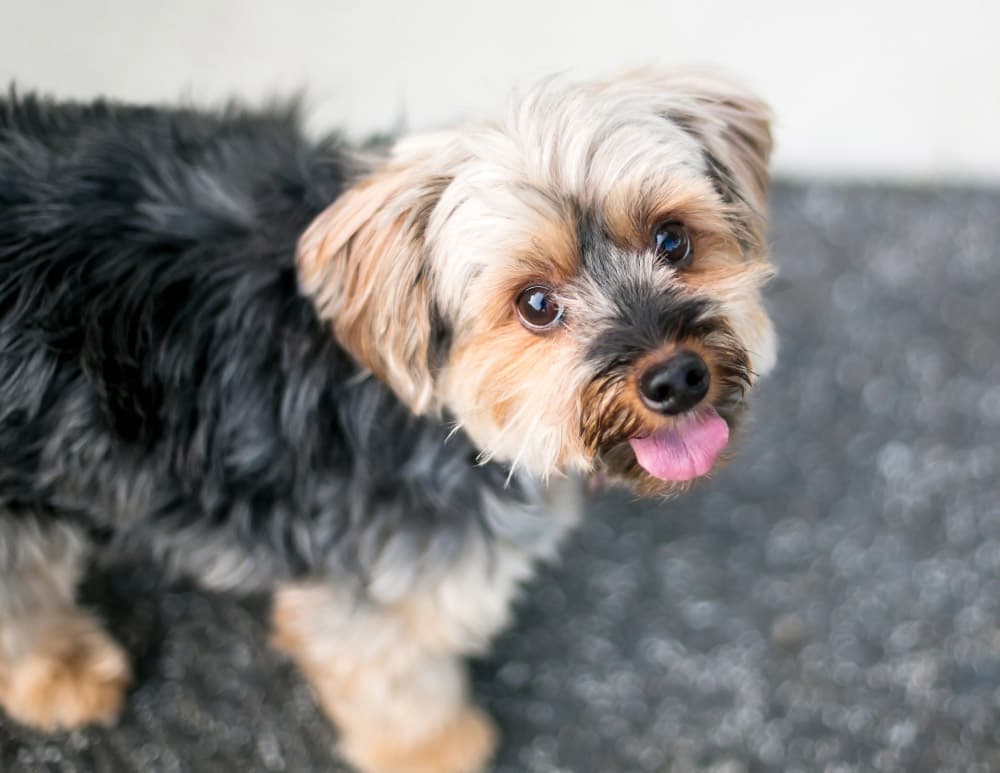 A cute Yorkshire Terrier mixed breed dog with a happy expression