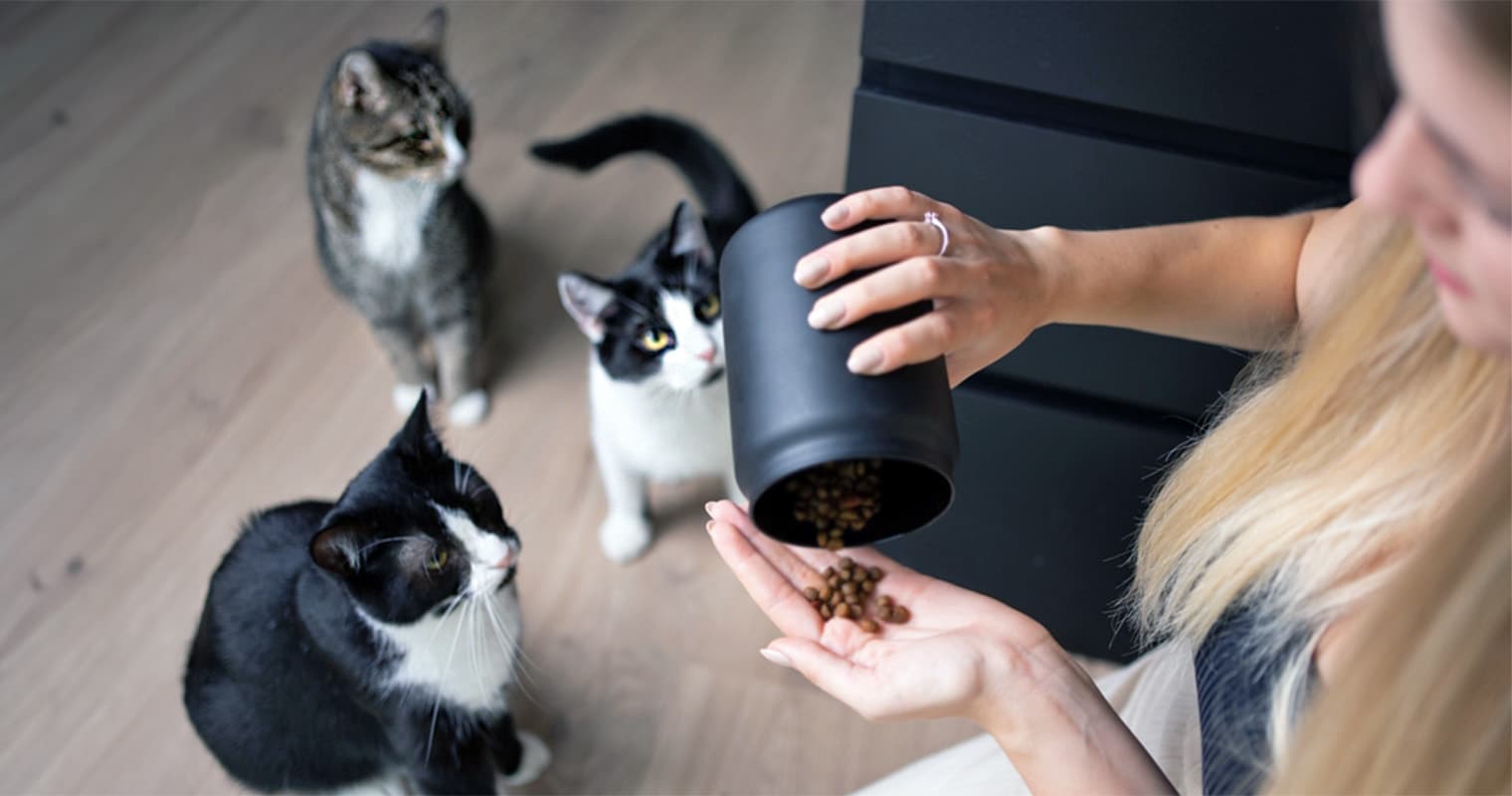 Is Three Cats Too Much? Advice on Multi-Cat Households