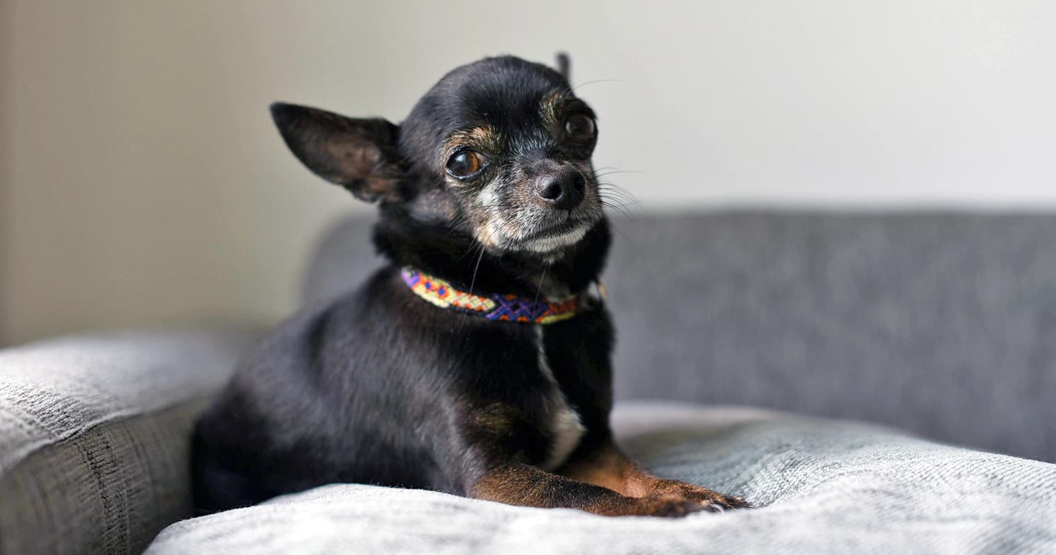 How Do I Give Up My Chihuahua?