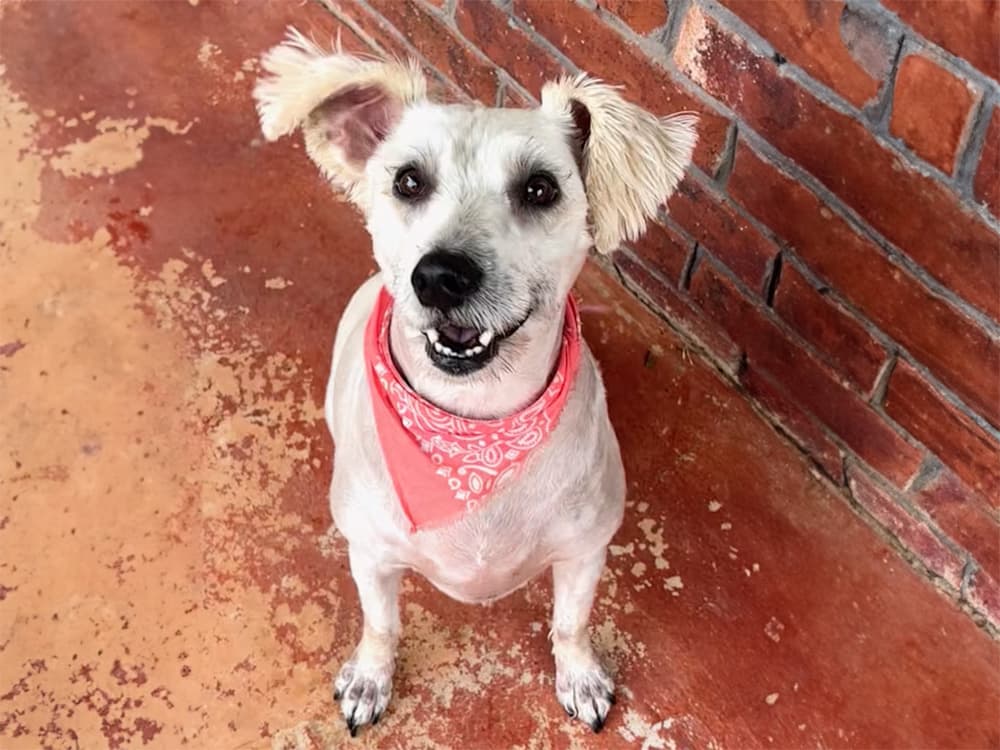 Schanuzer mix for adoption