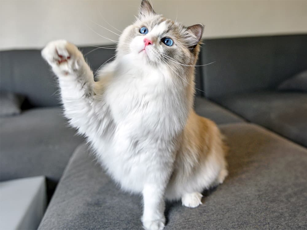 ragdoll cat giving paw