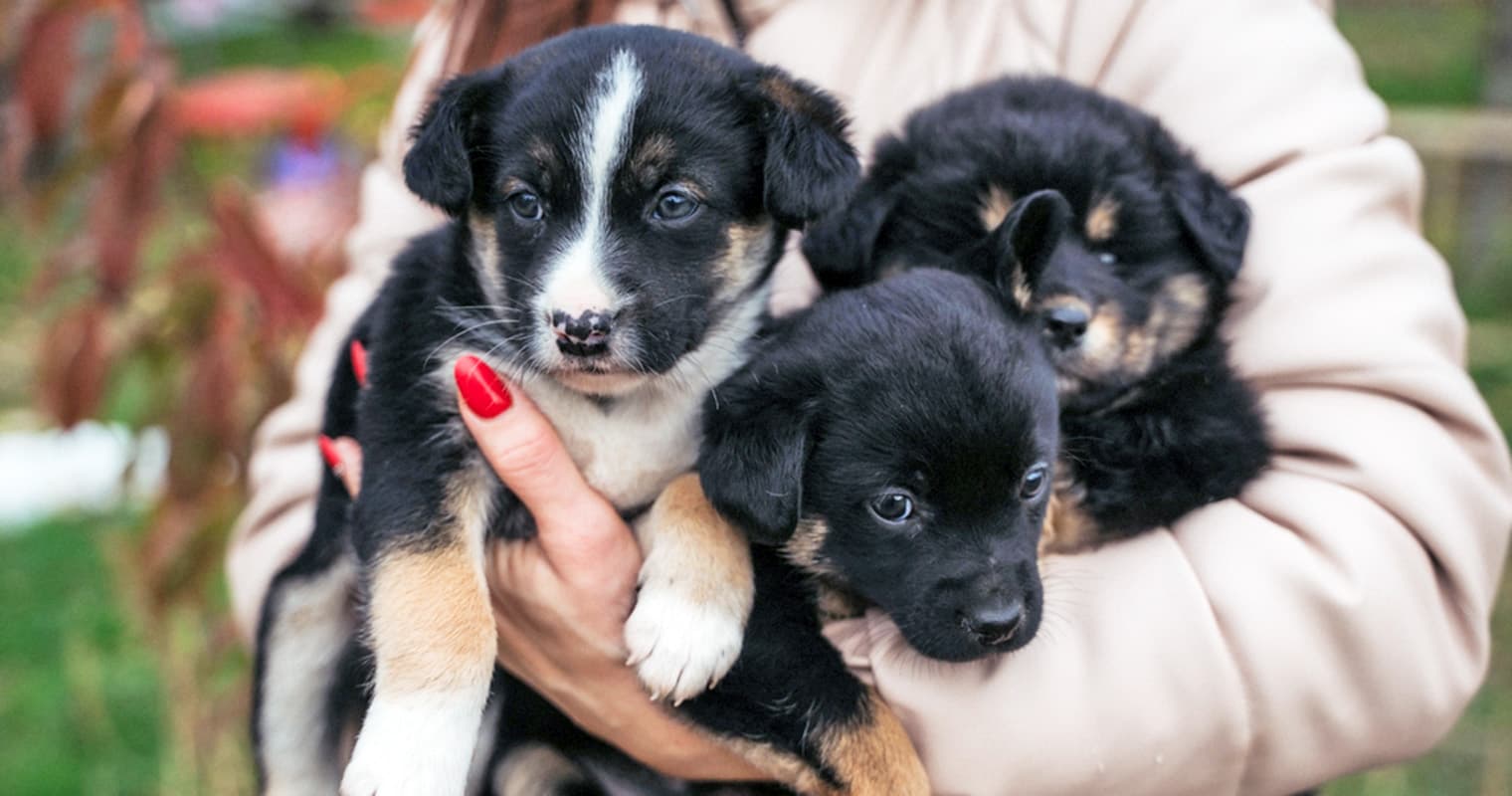 Why Are Shelters and Rescues So Full of Puppies Right Now?