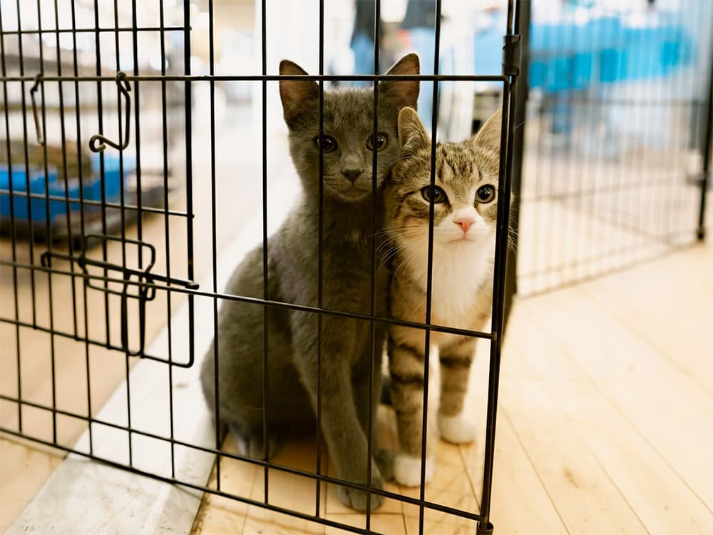 two kittens inside a crate at a pet adoption event