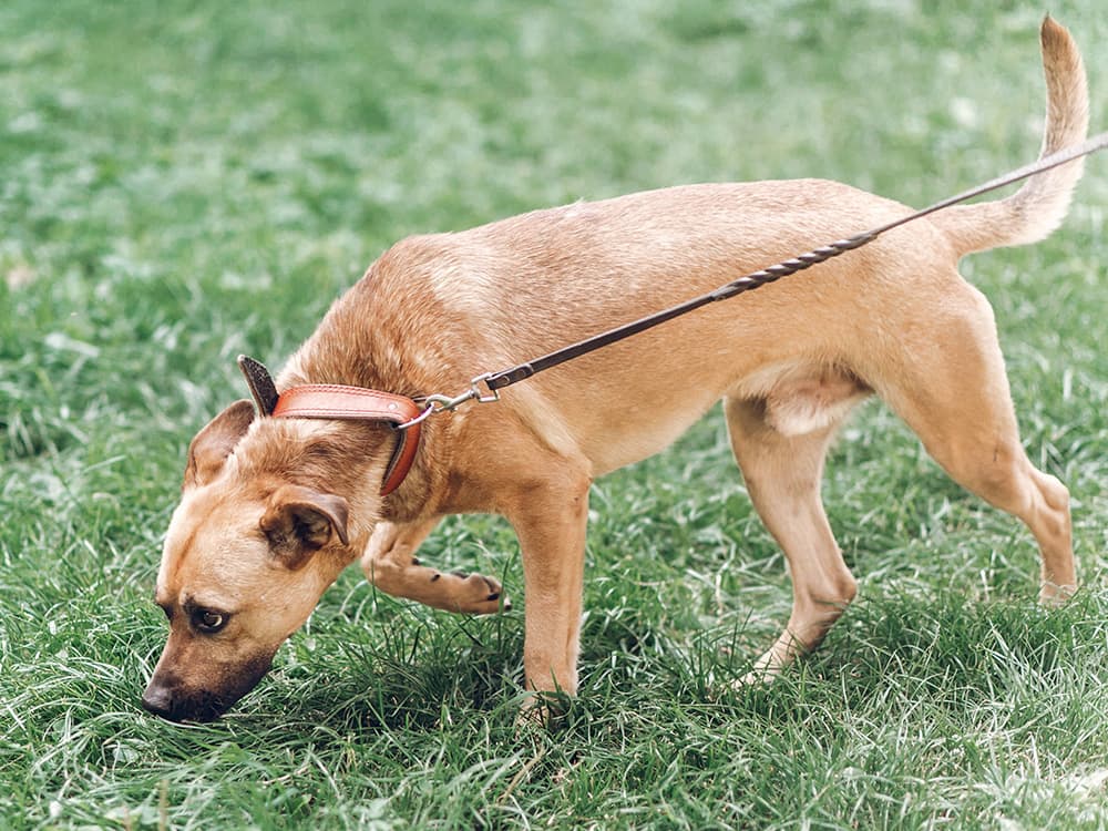 Why Do Dogs Do a ‘Potty Dance’ Before They Poop?