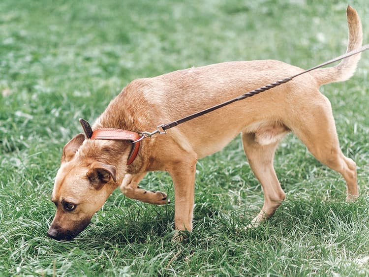 Why Do Dogs Do a ‘Potty Dance’ Before They Poop?