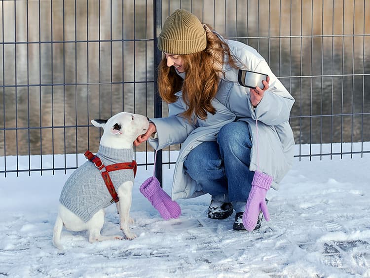 How Cold Is Too Cold for Dogs?
