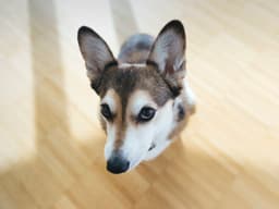 How to Get Your Scared Dog to Trust You