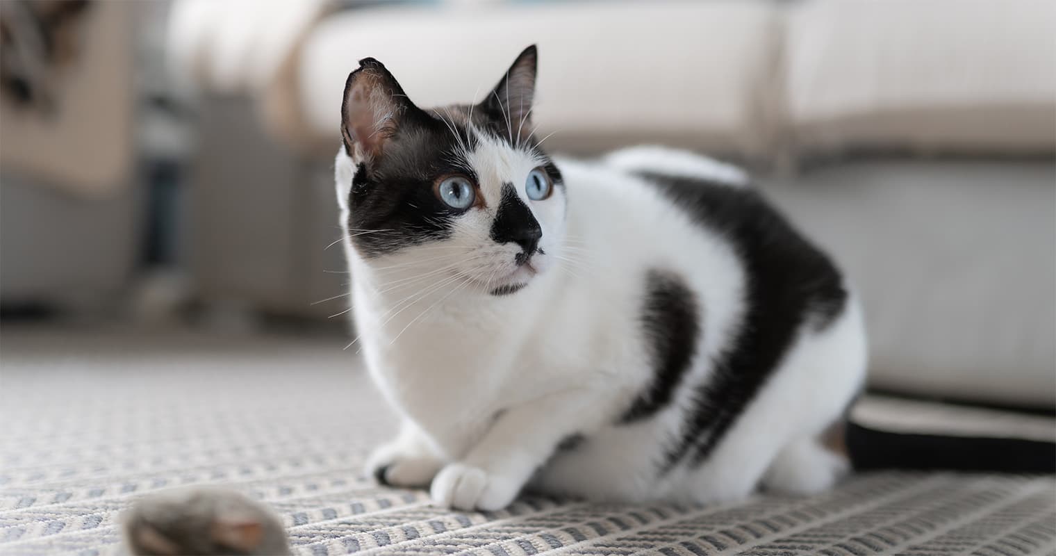 10 Black and White Cat Breeds: From “Moo Cats” to Tuxedos