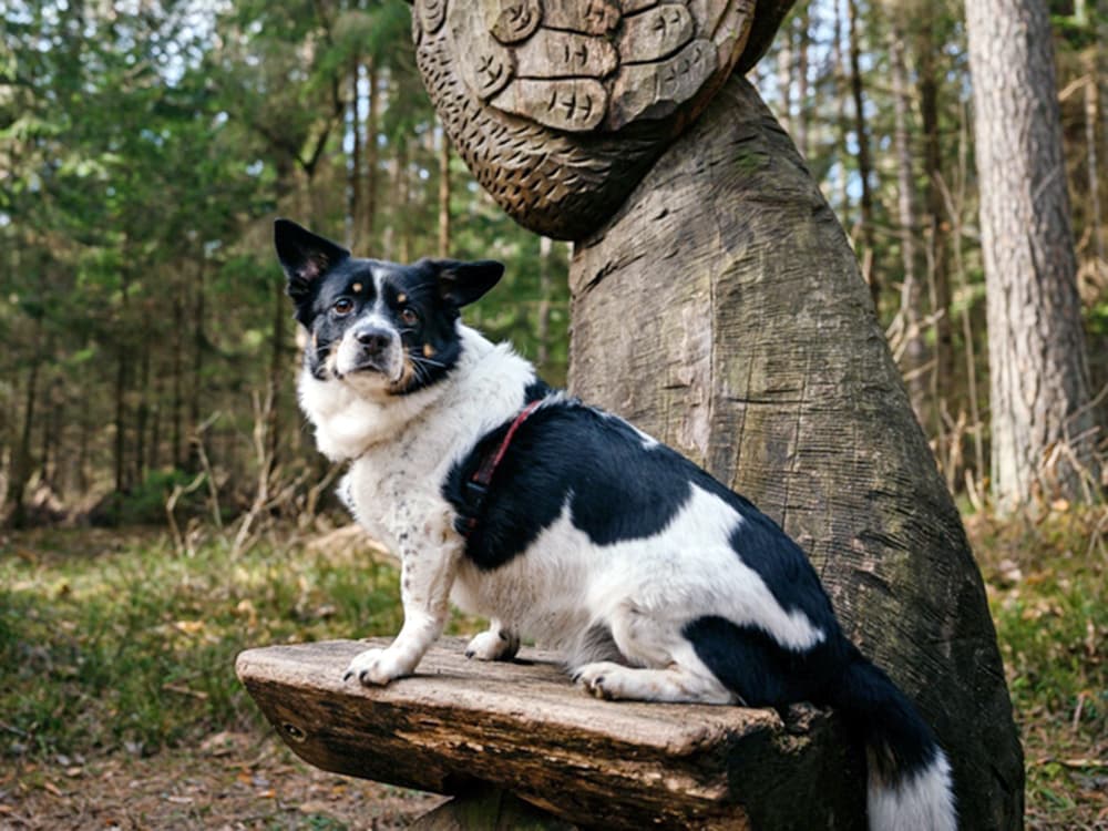 Border collie corgi mix