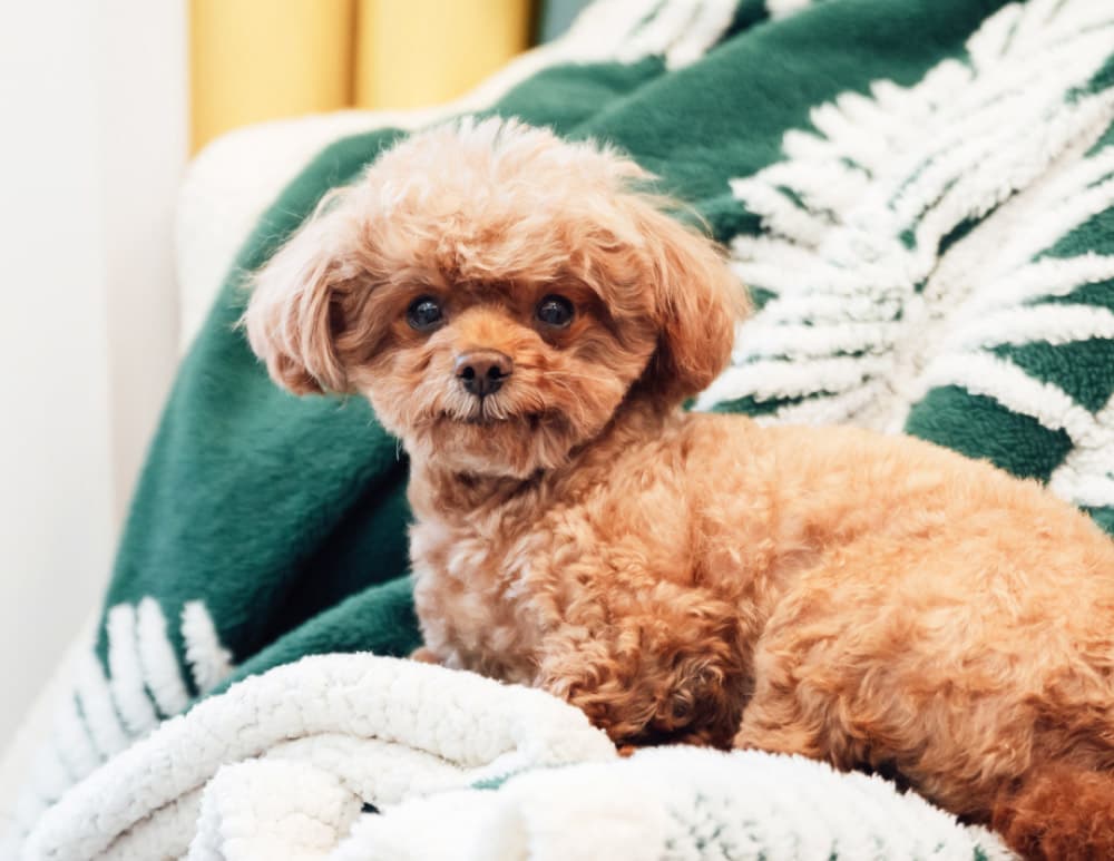 Cute little dog at home