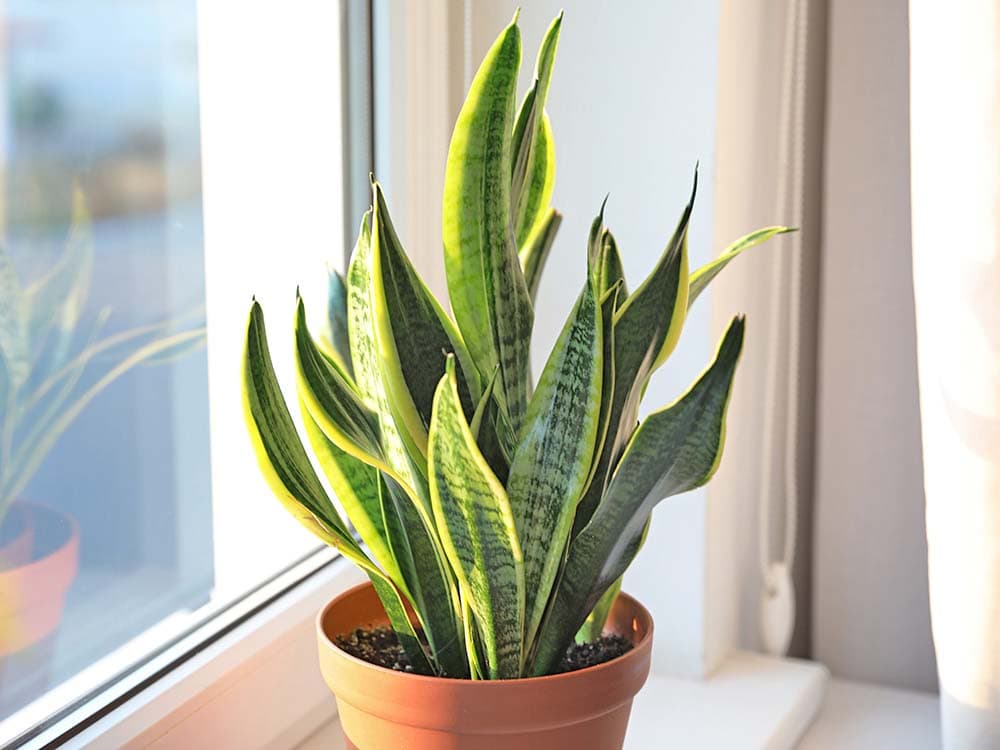 snake plant