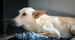 Adopting an Anxious Dog: 10 Tips to Soothe an Anxious Pup