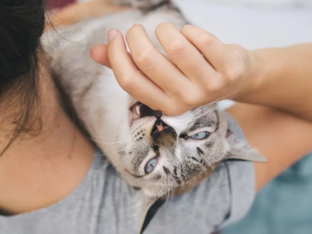 gray and white cat biting on the back of their owners knuckle