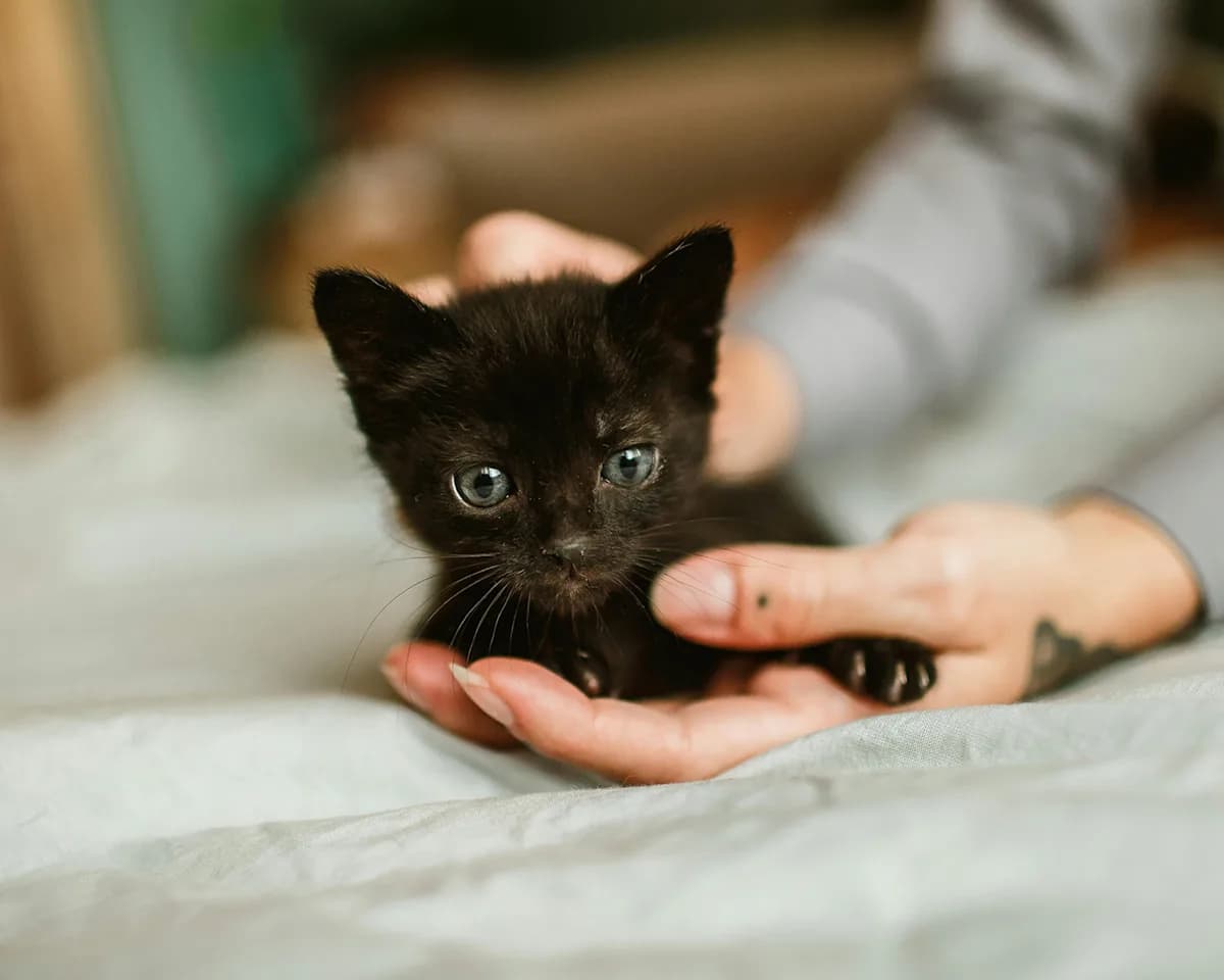 black cat waiting for adoption