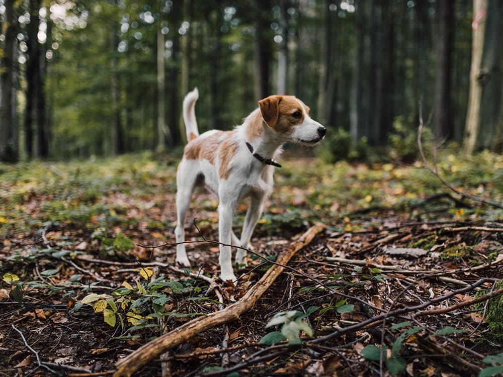Dogs Have an Internal Compass
