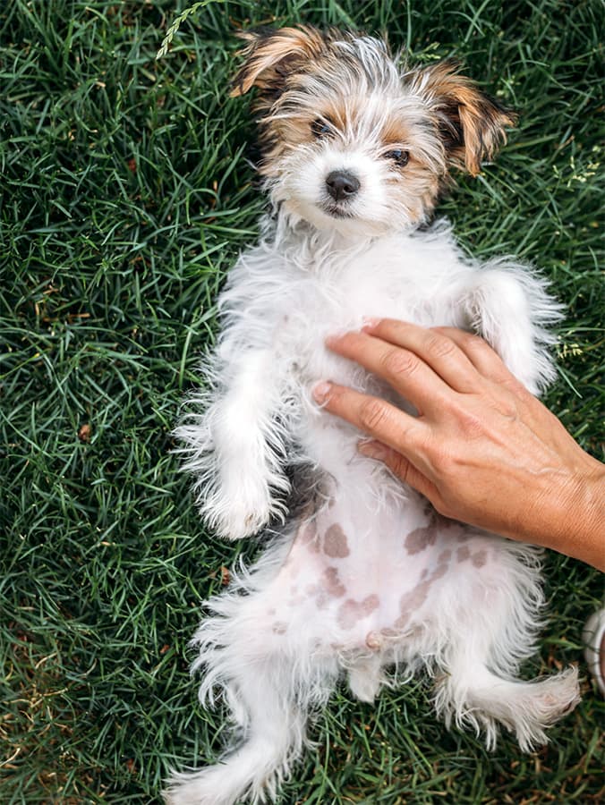 Why Does My Dog Have Black Spots on Their Skin?