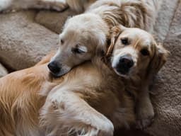 Cancer in Dogs: A Large-Scale Study Offers Hope