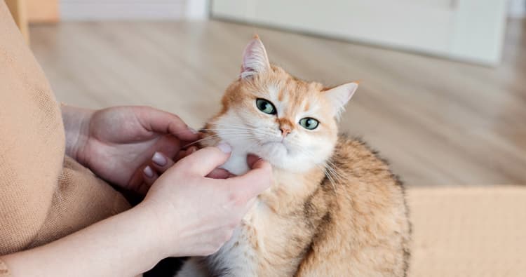 Common Cat Health Issues New Pet Parents Should Know About