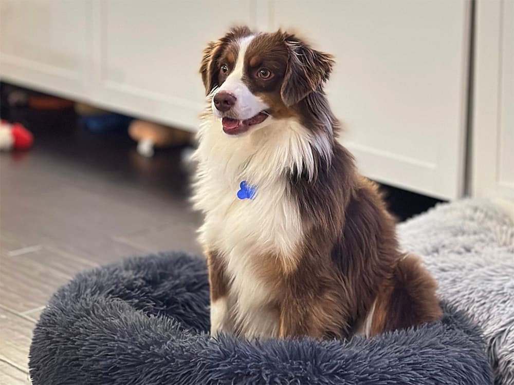 minnie aussie in bed