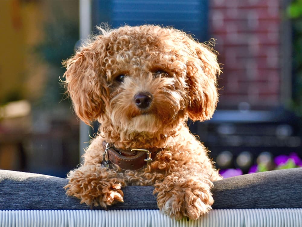 Poochon sitting over fence