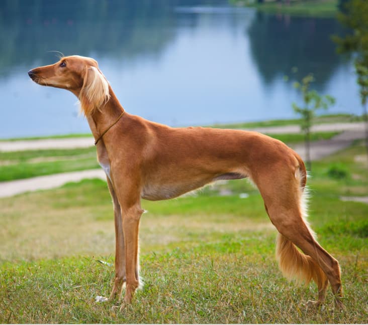 A purebred Saluki dog standing in the grass.