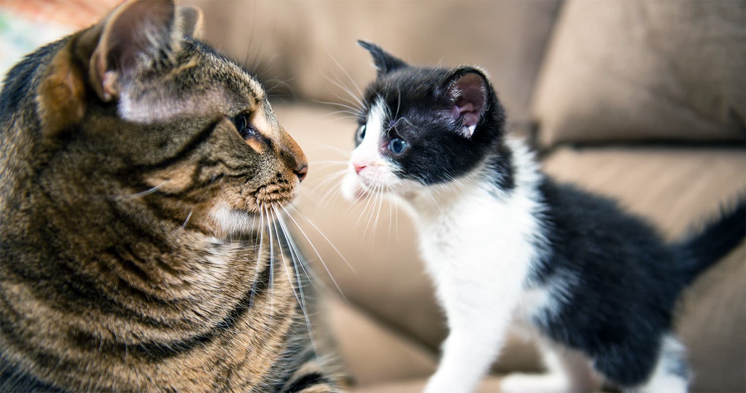 How Do I Get My Older Cat to Like My New Kitten?